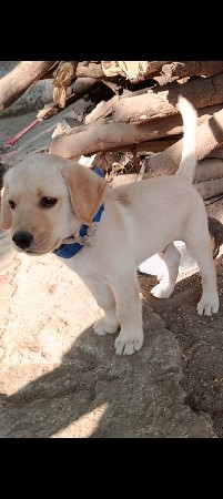 લેબ મેલ અઢી ત્રણ મહિનાનો