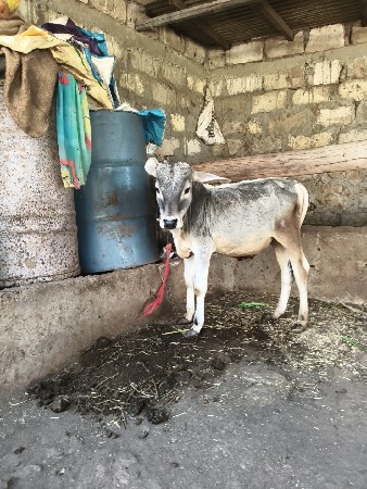 પરદેશી.વાસડોદેવાનો.સે