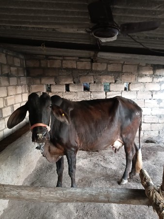 બીજું. વેતર