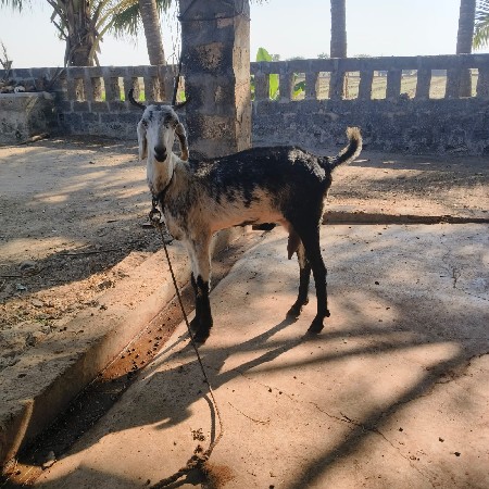 થંબનેલ 3