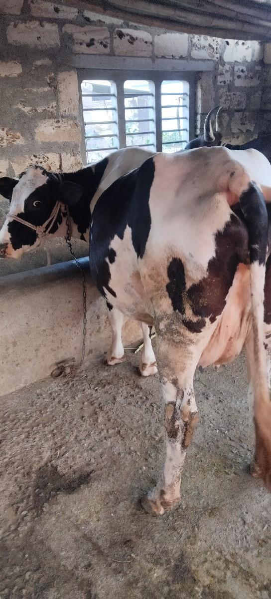 થંબનેલ 2