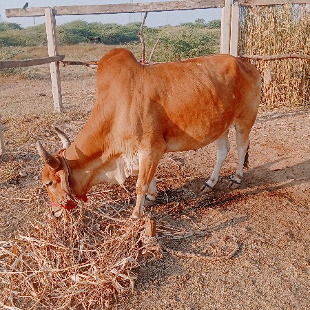 થંબનેલ 2