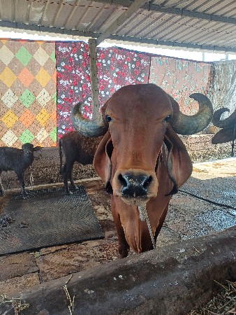 ગાય વેચવાની છે