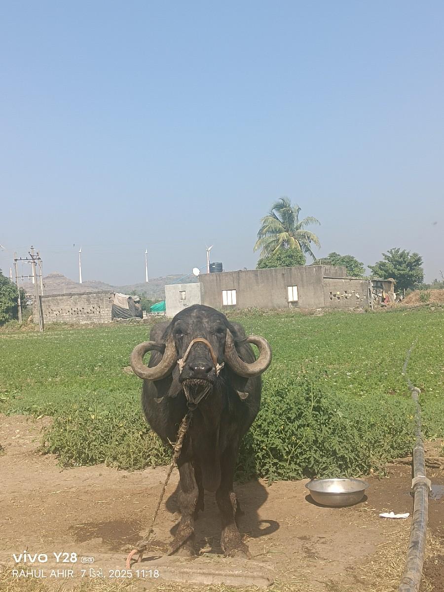 ભેંસ વેચવાની છે
