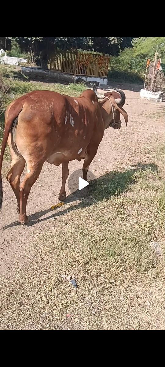 બીજા વેતર ની