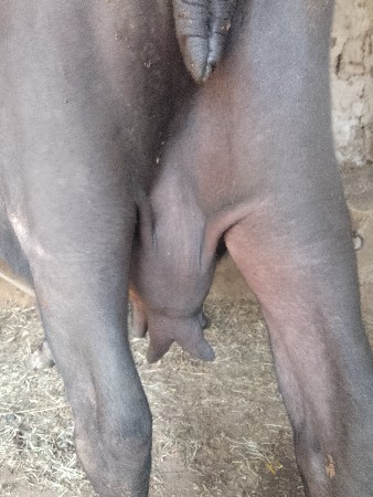 3  વેતર ભેંસ વેચવાનિ સે