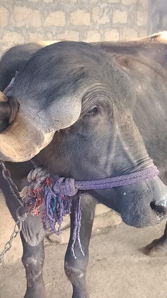 थंबनेल 2