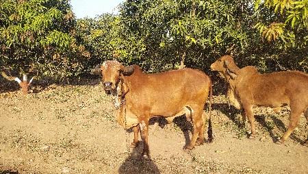 थंबनेल 3