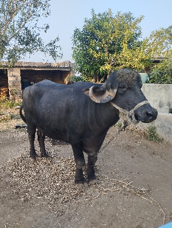 થંબનેલ 3