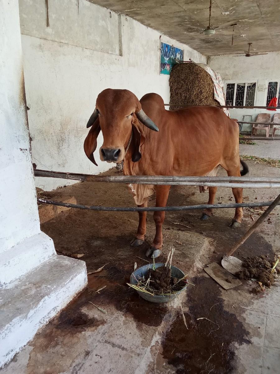 થંબનેલ 2