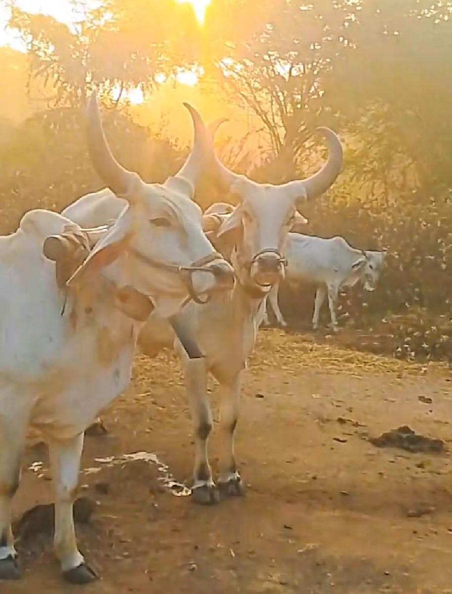 थंबनेल 2