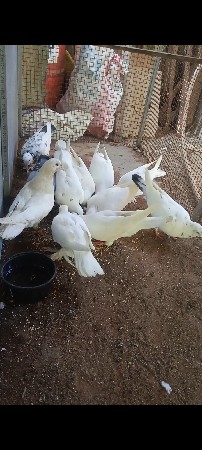 થંબનેલ 3