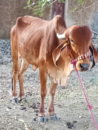 હોડકી વેચવાની છે