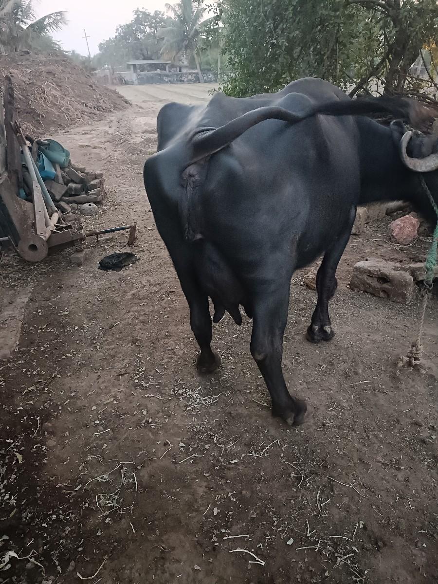 थंबनेल 3