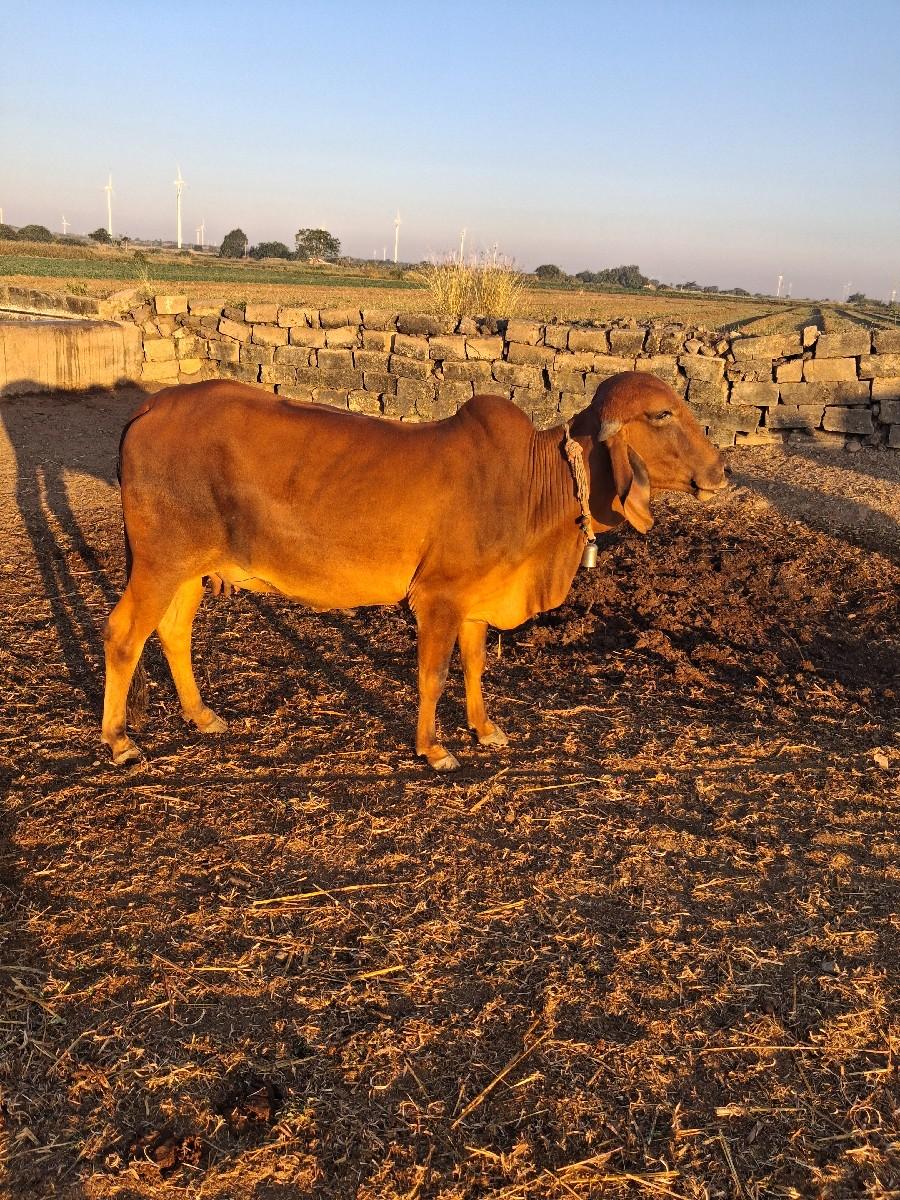 થંબનેલ 3