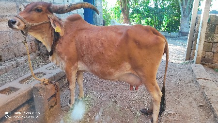 थंबनेल 2