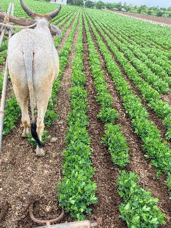 ગોધલો વેસવાનો શે