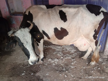 આ ગાય વેચવાની છે