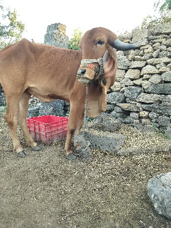 થંબનેલ 3