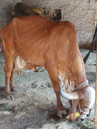 થંબનેલ 2