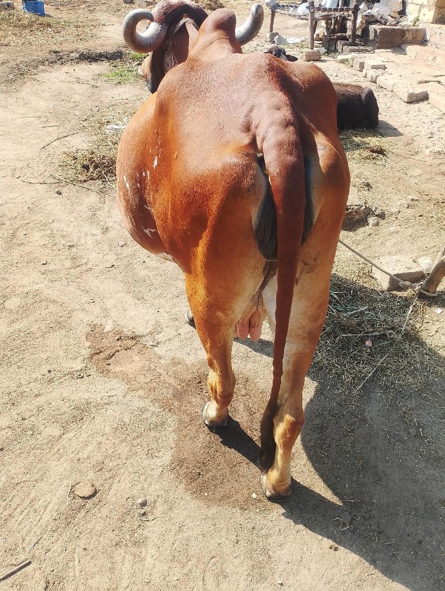 ગીરગાયશૅ