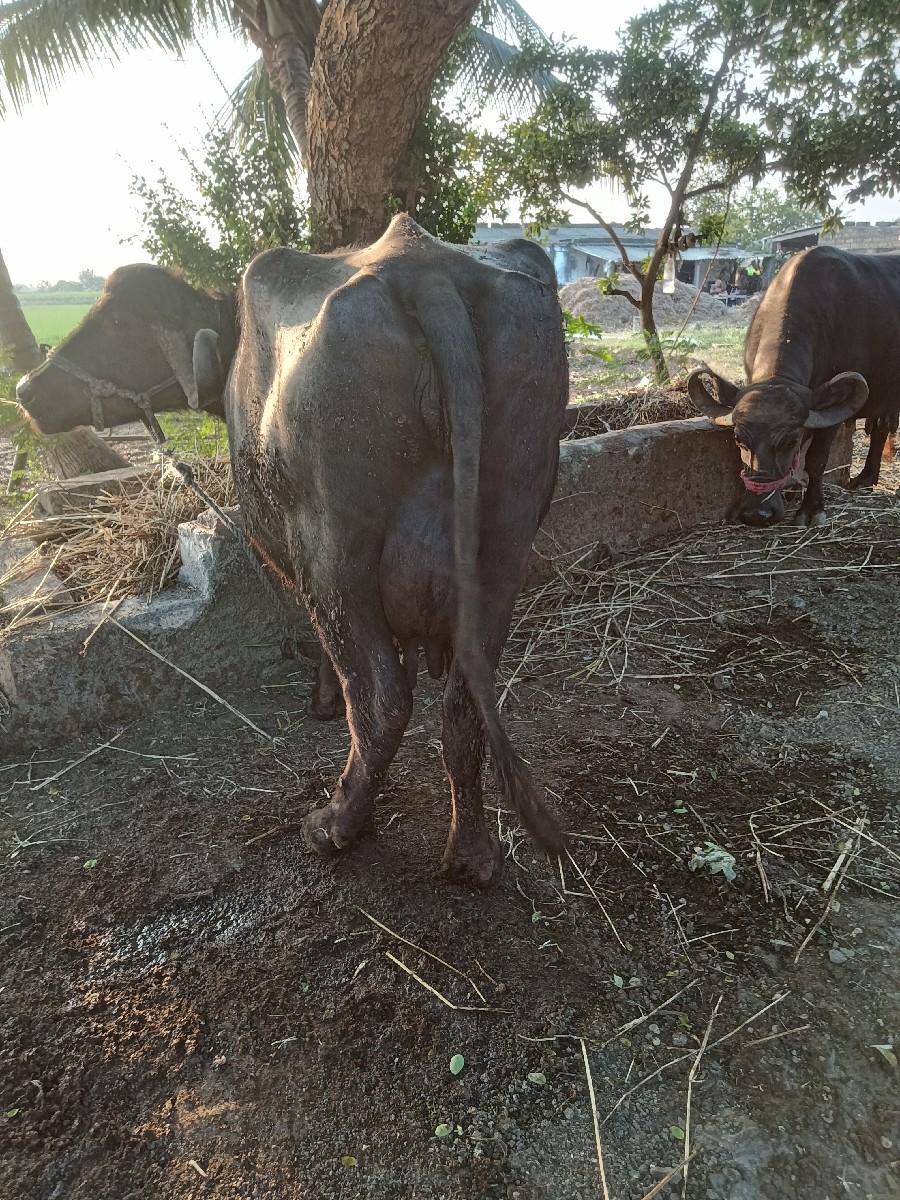 થંબનેલ 3