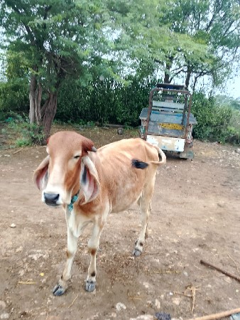 थंबनेल 2