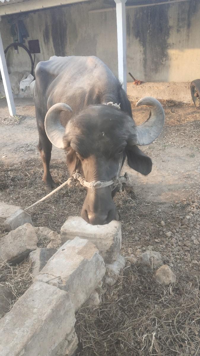 ખડેલી વેચવાની છે