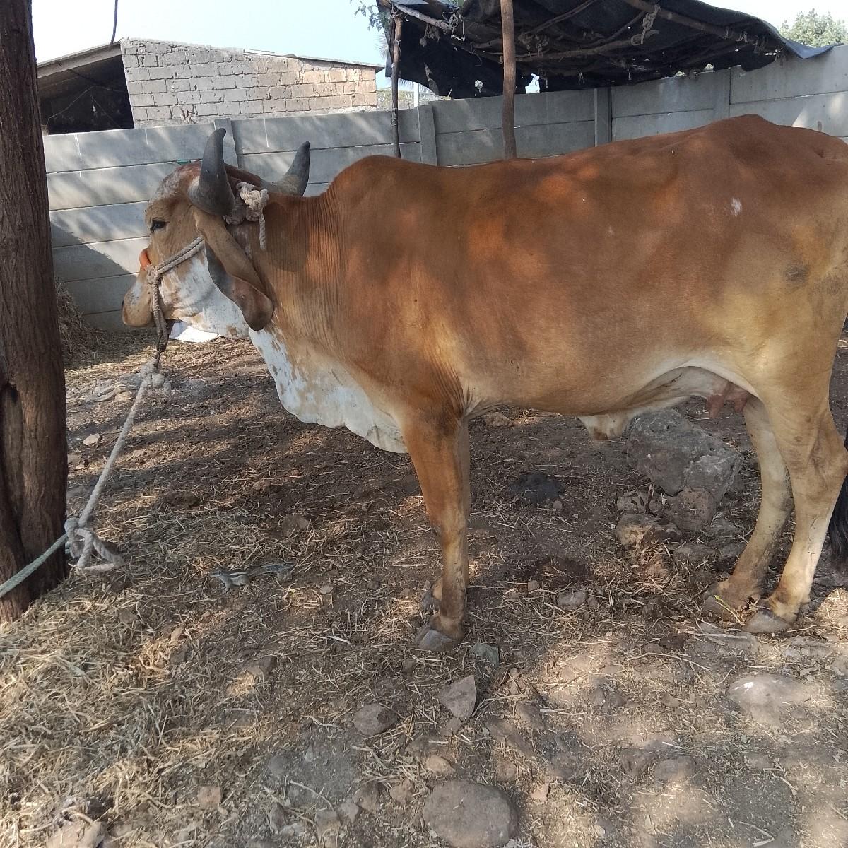 થંબનેલ 3