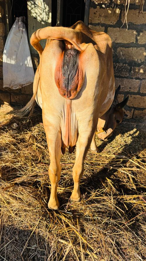 દેશી જર્સી