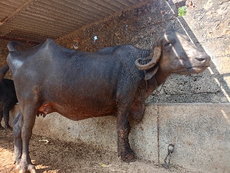 પેલું વેતર છે 25 દિવસની વેણલ છે