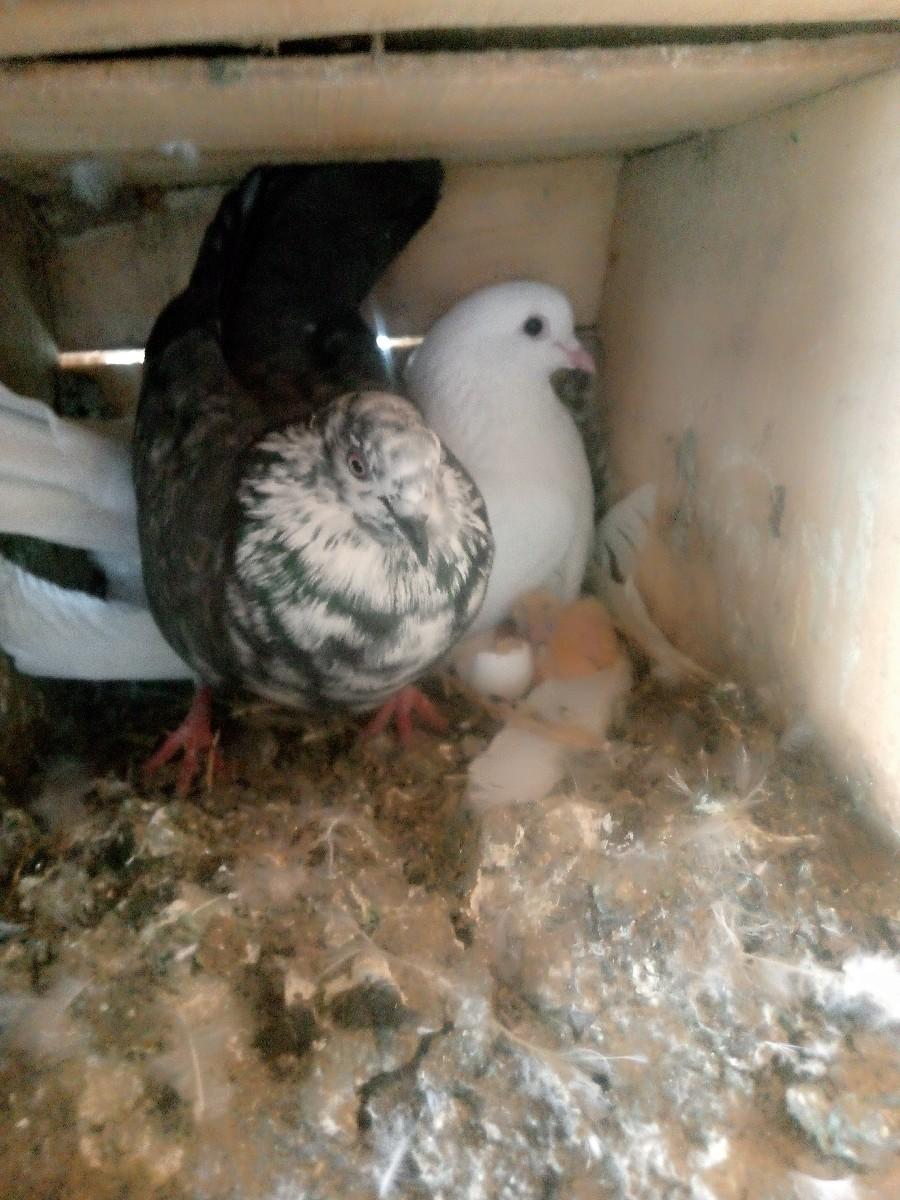 થંબનેલ 3