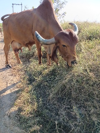 थंबनेल 2