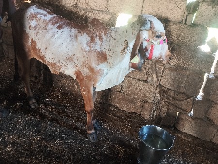 થંબનેલ 3