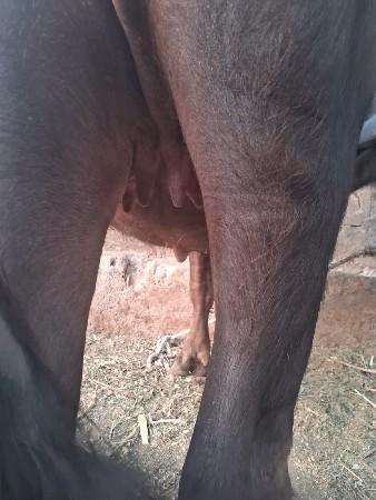 थंबनेल 2