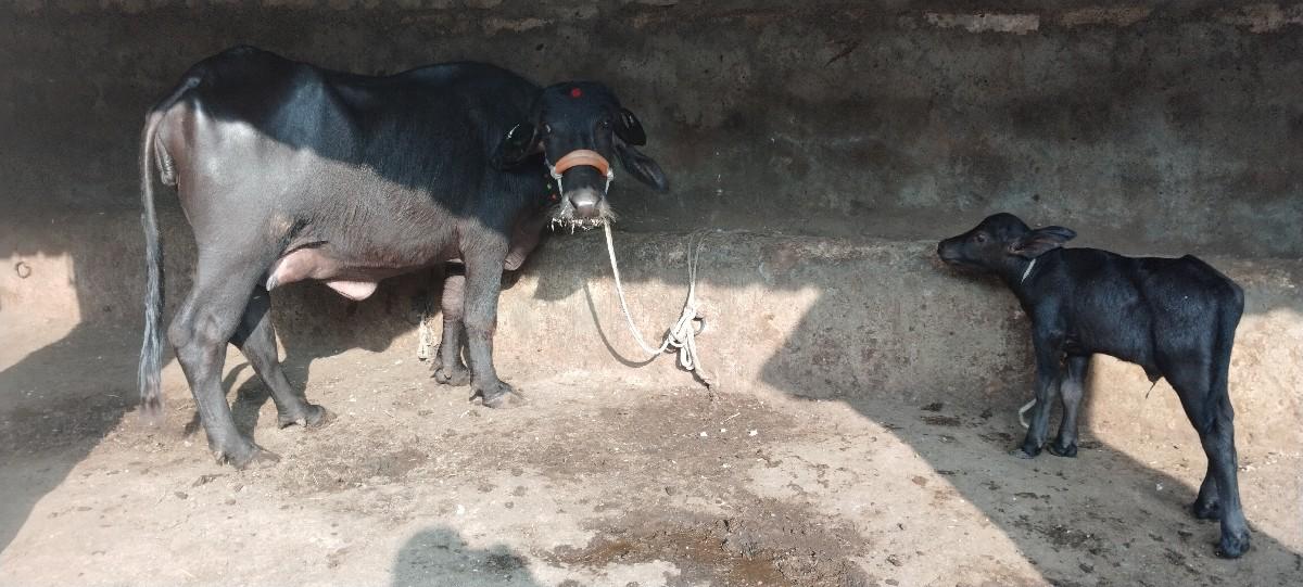 પેલું વેતર ખડેલી વેચવાની છે.