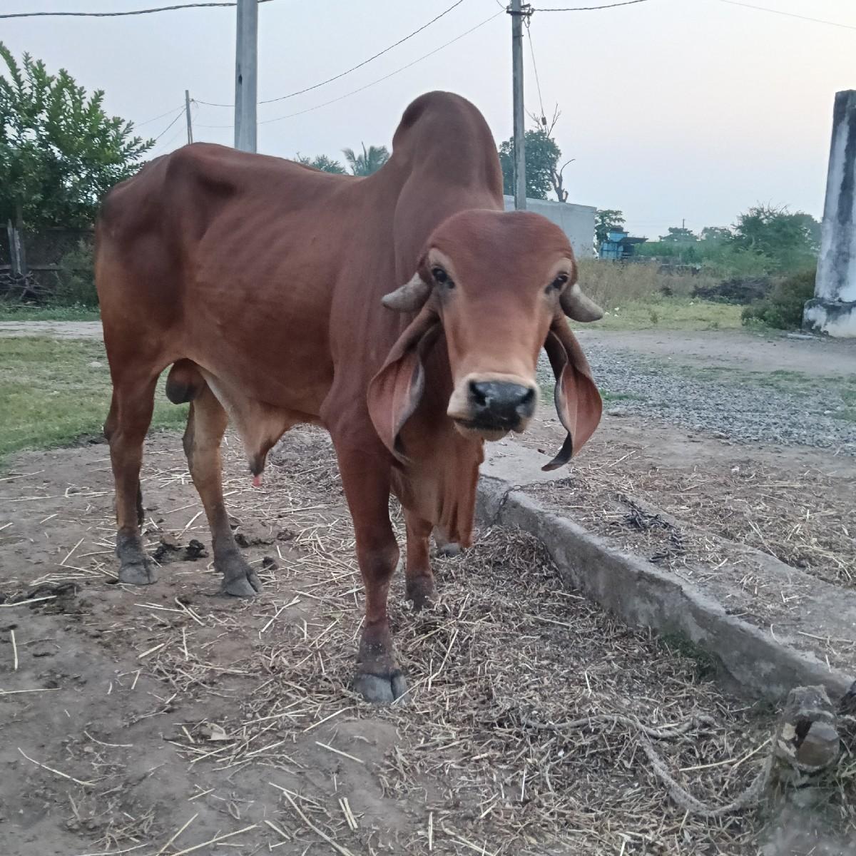 थंबनेल 2