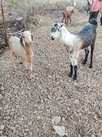 थंबनेल 3