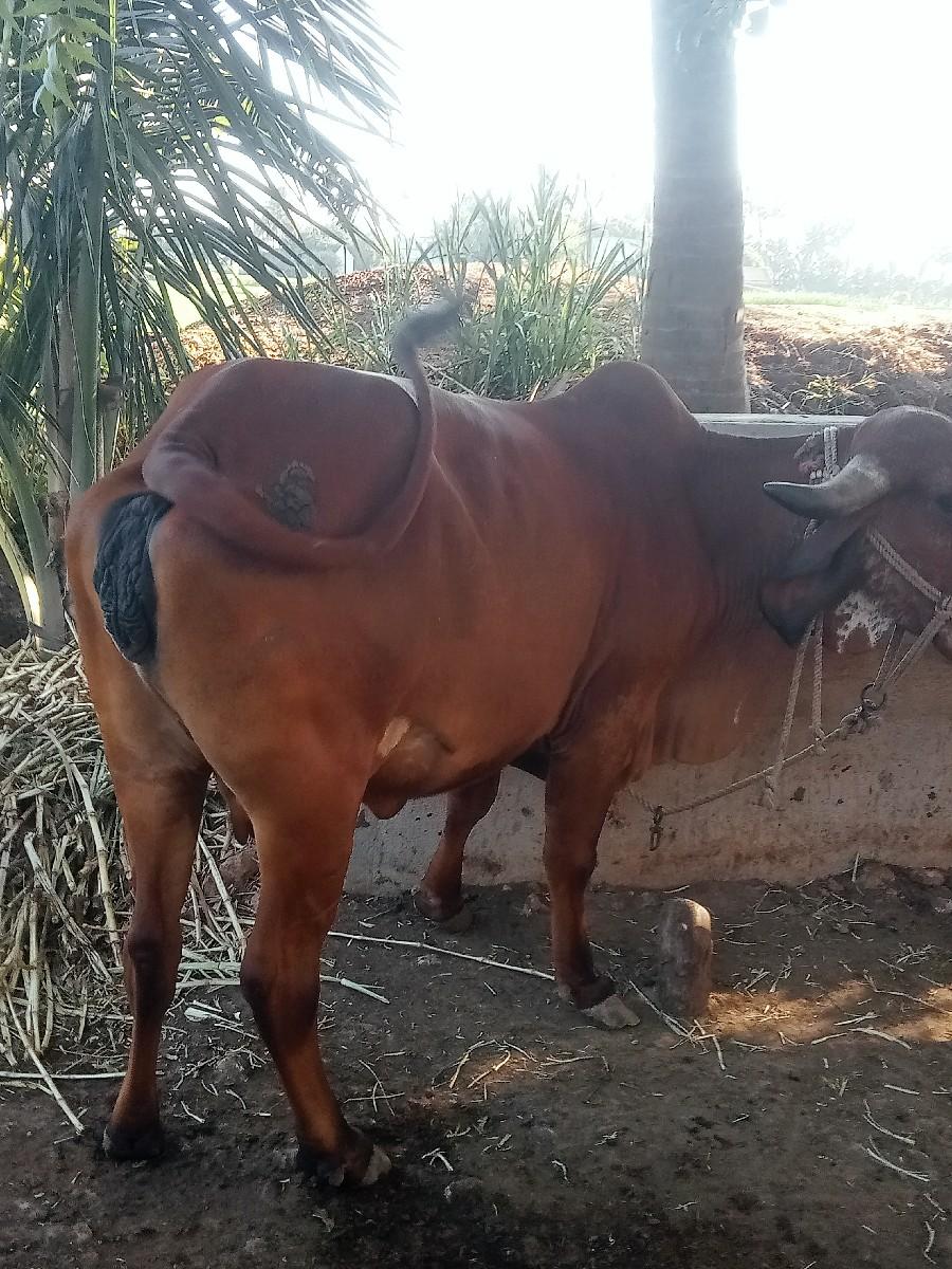 થંબનેલ 3