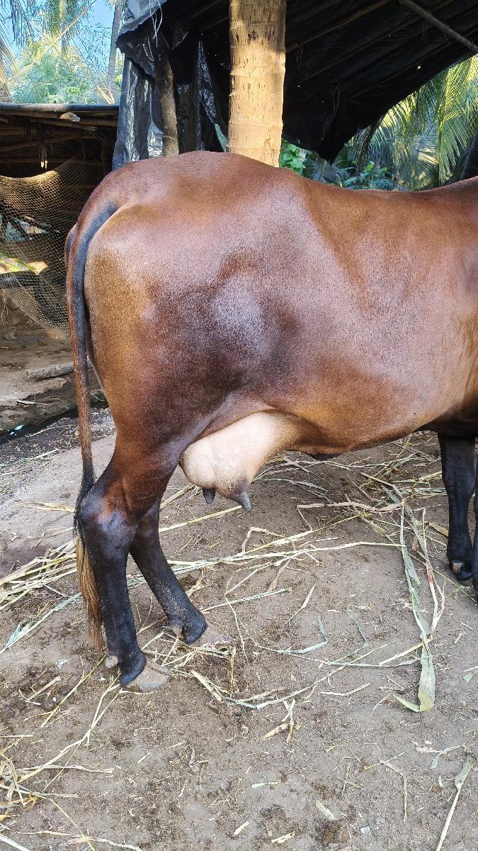 hf ગાય વેચવાની છે વેતર 1 પેલુ