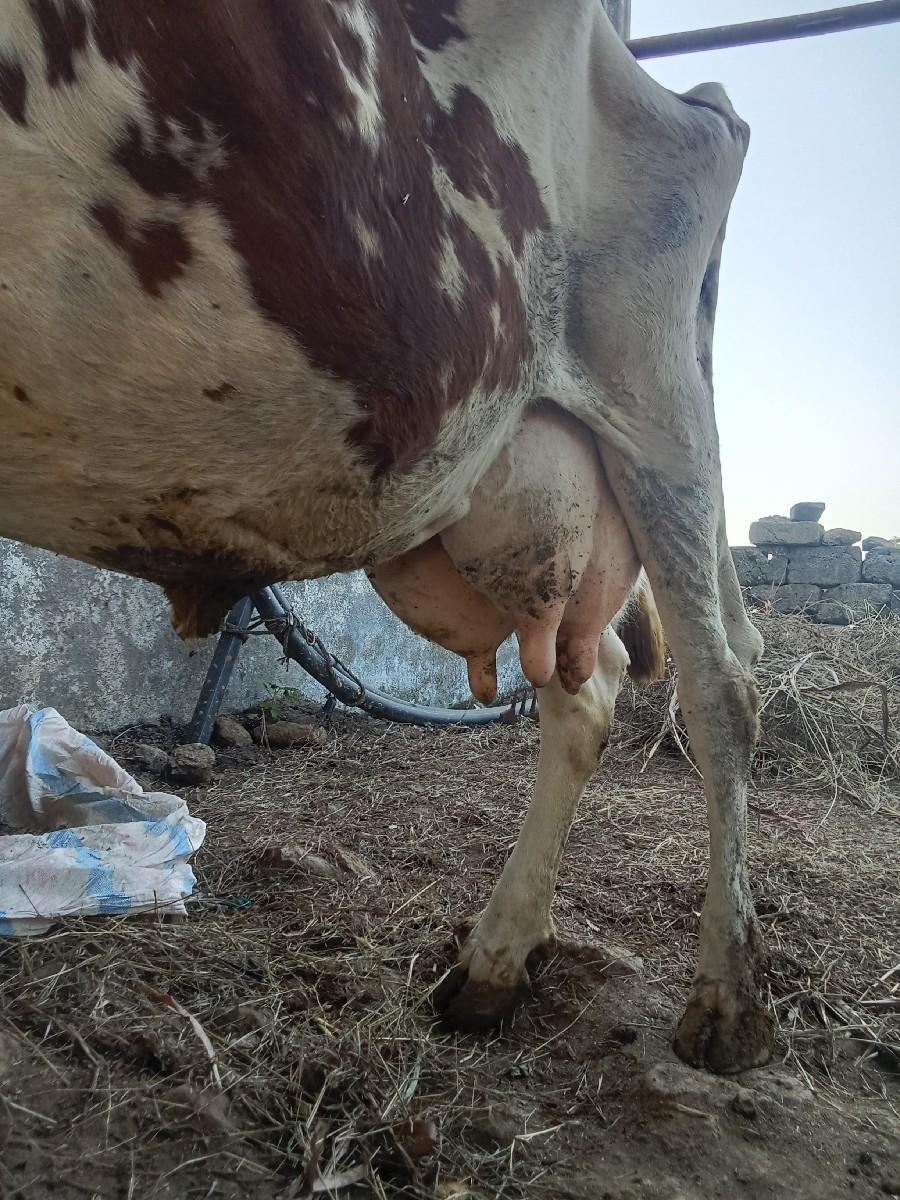 थंबनेल 2