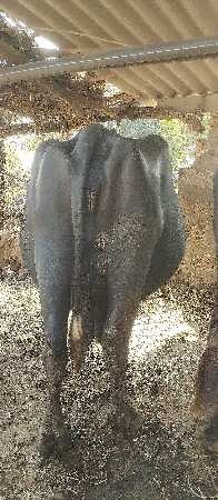 ભેસ વેચવાની છે