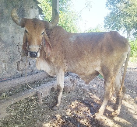 ગોઢલો વેચવાનો છે.