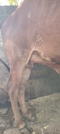 ગીર વાછડી વેચવાની છે