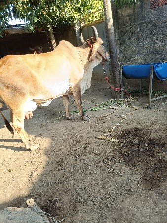 ગાય વેચવાની છે