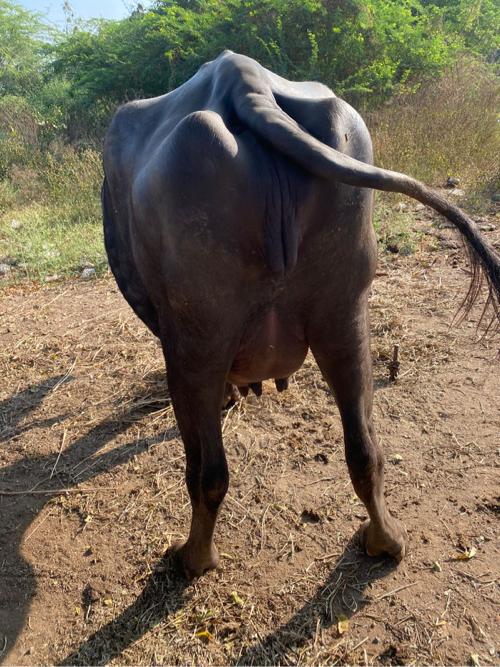 ખંડાય વેચવાની છે