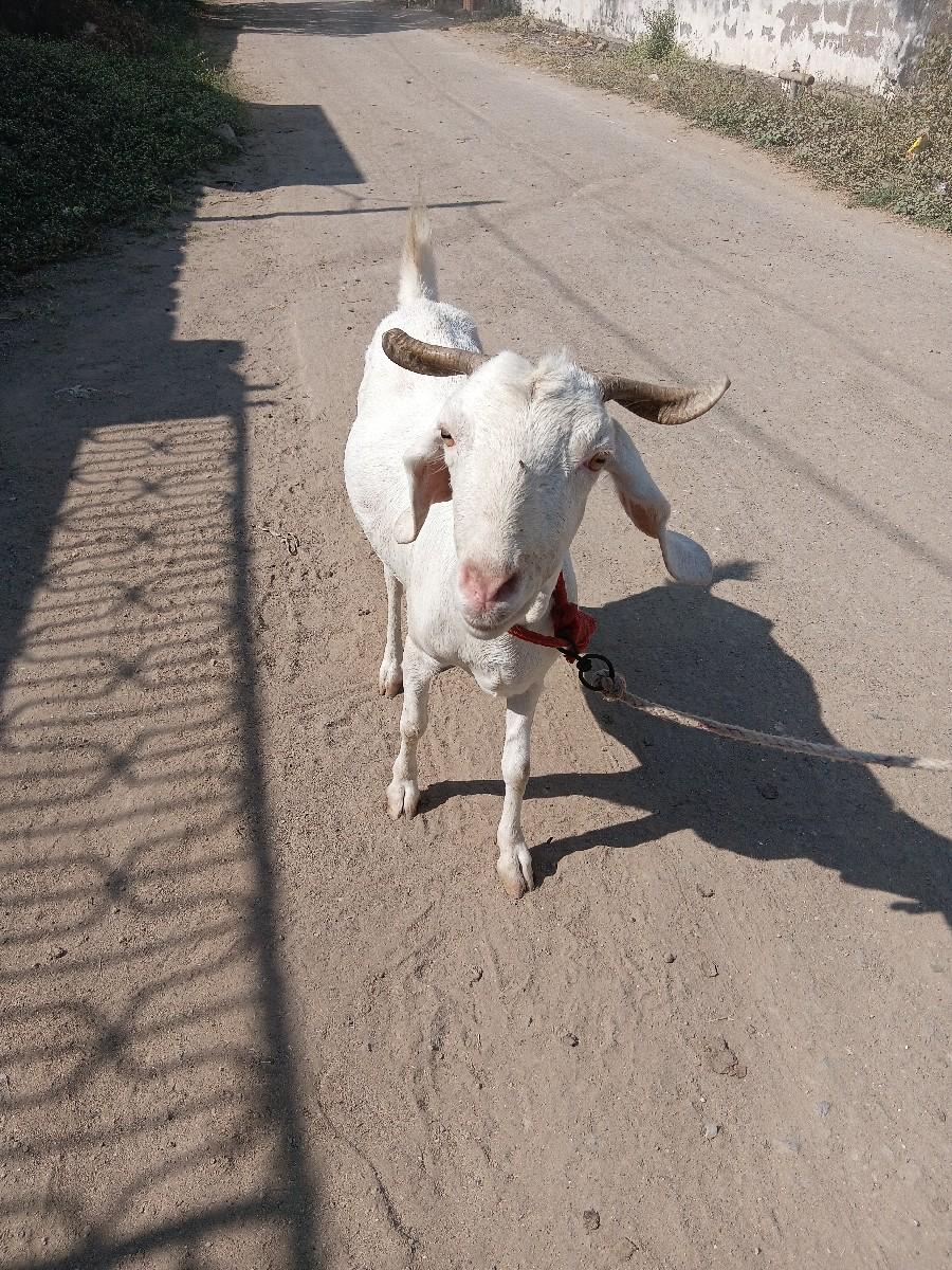 થંબનેલ 2