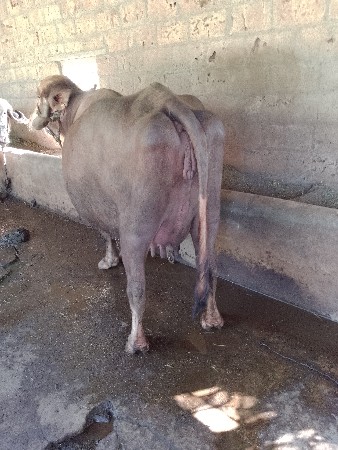 थंबनेल 2