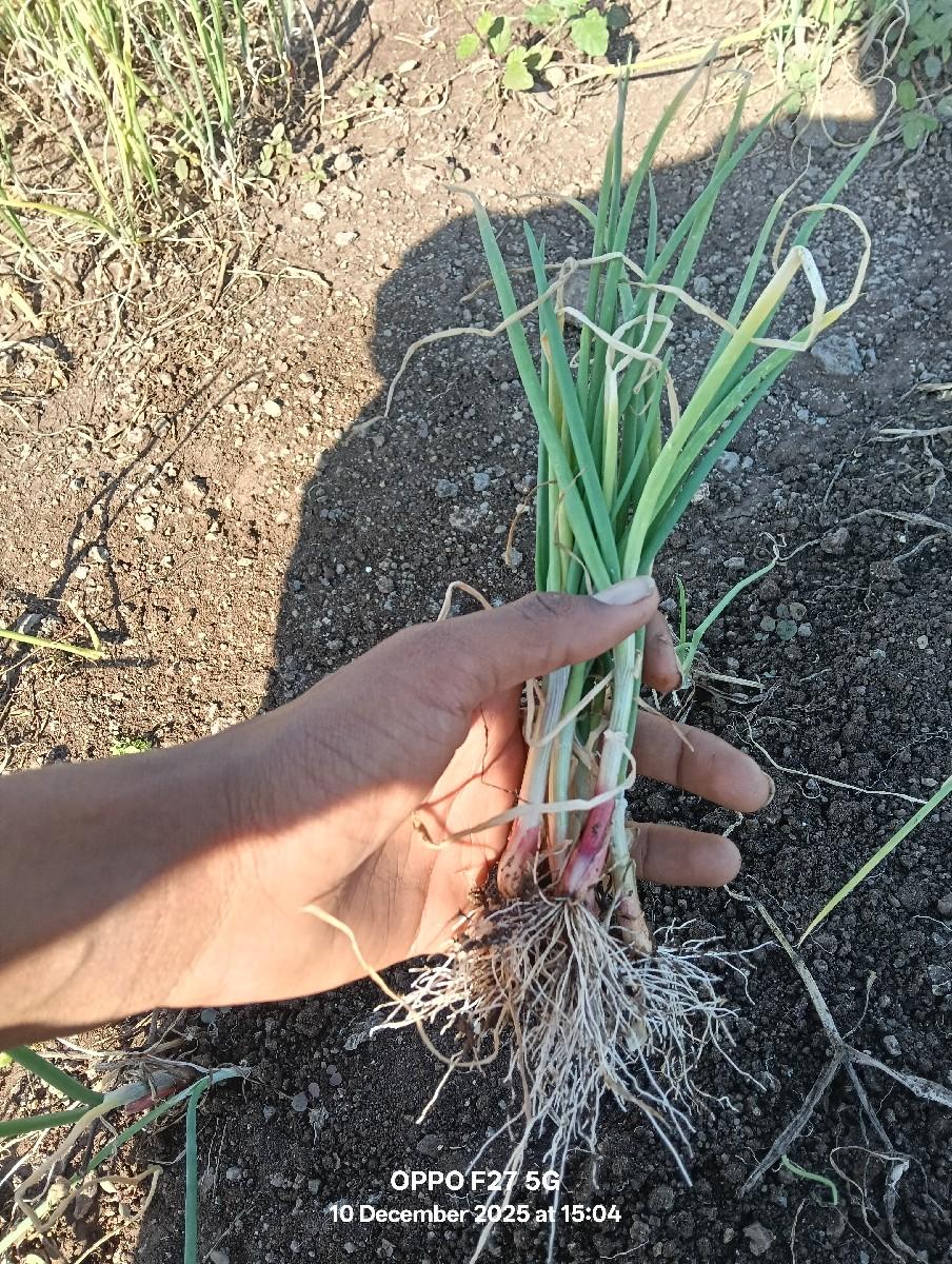 थंबनेल 3