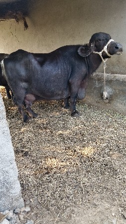 थंबनेल 2